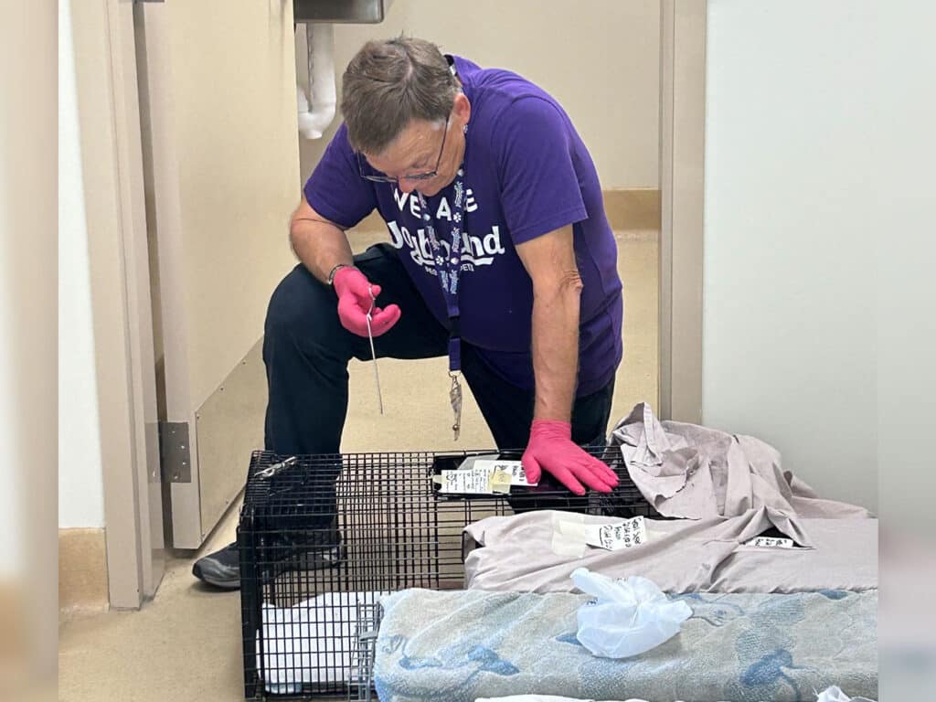 A person in a purple shirt and pink gloves kneels beside a black wire animal crate in a hallway, with folded blankets and supplies nearby.