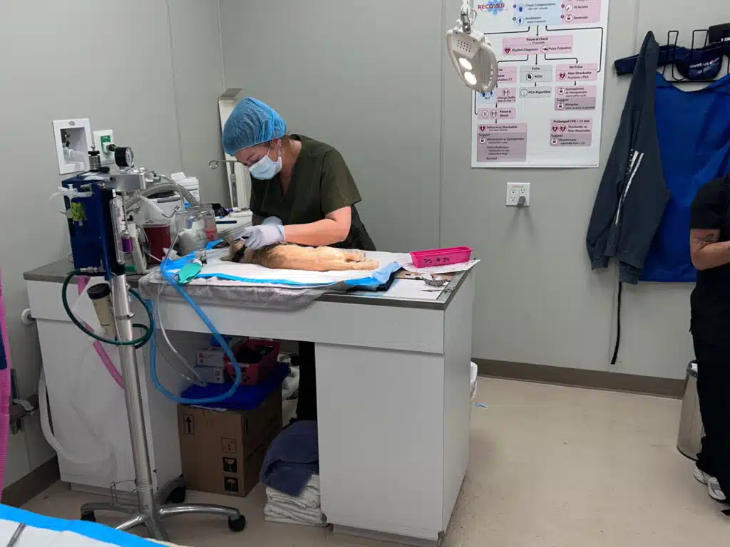 A masked veterinary worker in surgical scrubs and a blue cap performs a procedure on a cat on an examination table in a clinic room with medical equipment and a wall poster.