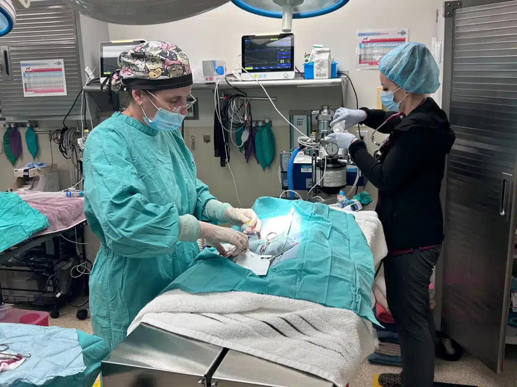 Two veterinary staff members in surgical scrubs and masks work on a cat covered with teal drapes in an operating room, with monitors, medical instruments, and cabinets in the background.