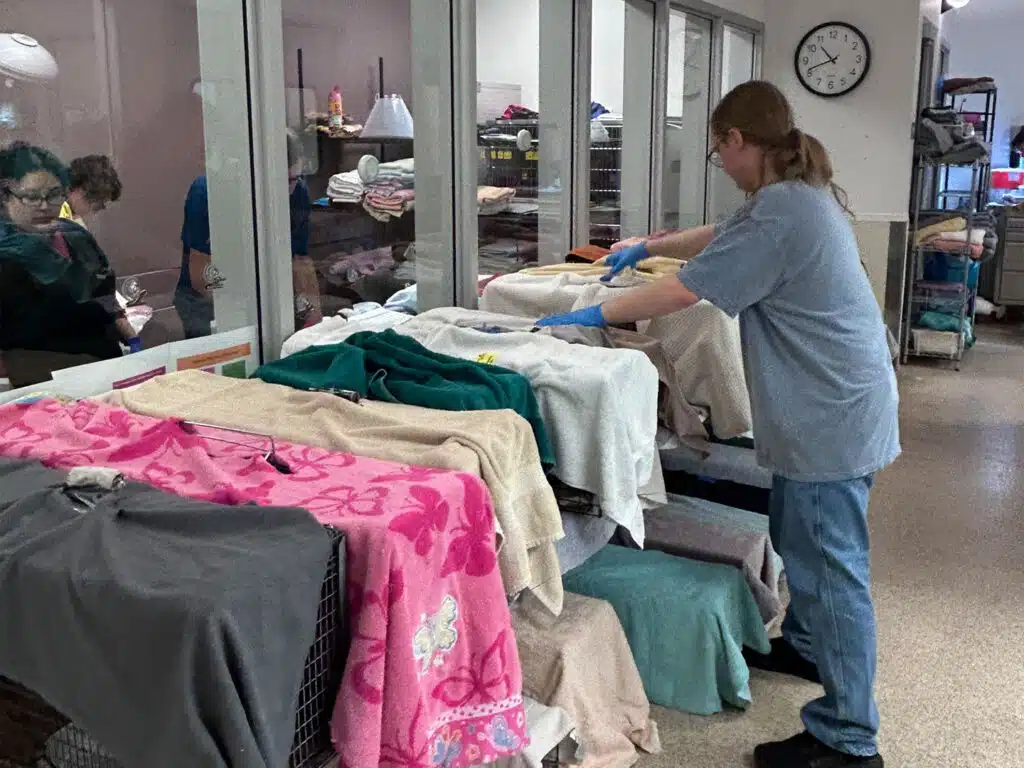 A woman in blue scrubs organizes covered pet carriers on a row of tables in a veterinary clinic, with a wall clock and supplies visible in the background.
