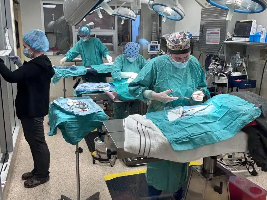 Veterinary staff in surgical scrubs and masks work on cats during a spay-and-neuter clinic in an operating room with exam tables and overhead surgical lights.