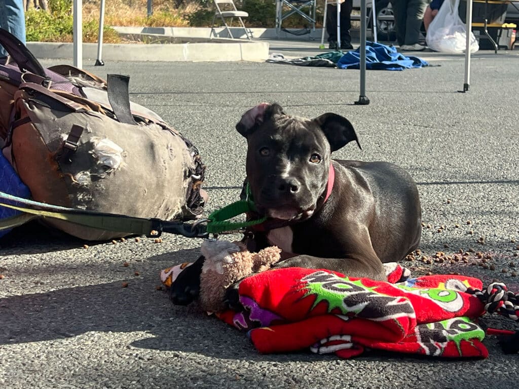 A black puppy lies on a red blanket beside a worn backpack on an outdoor pavement, with folding tables and chairs in the background.