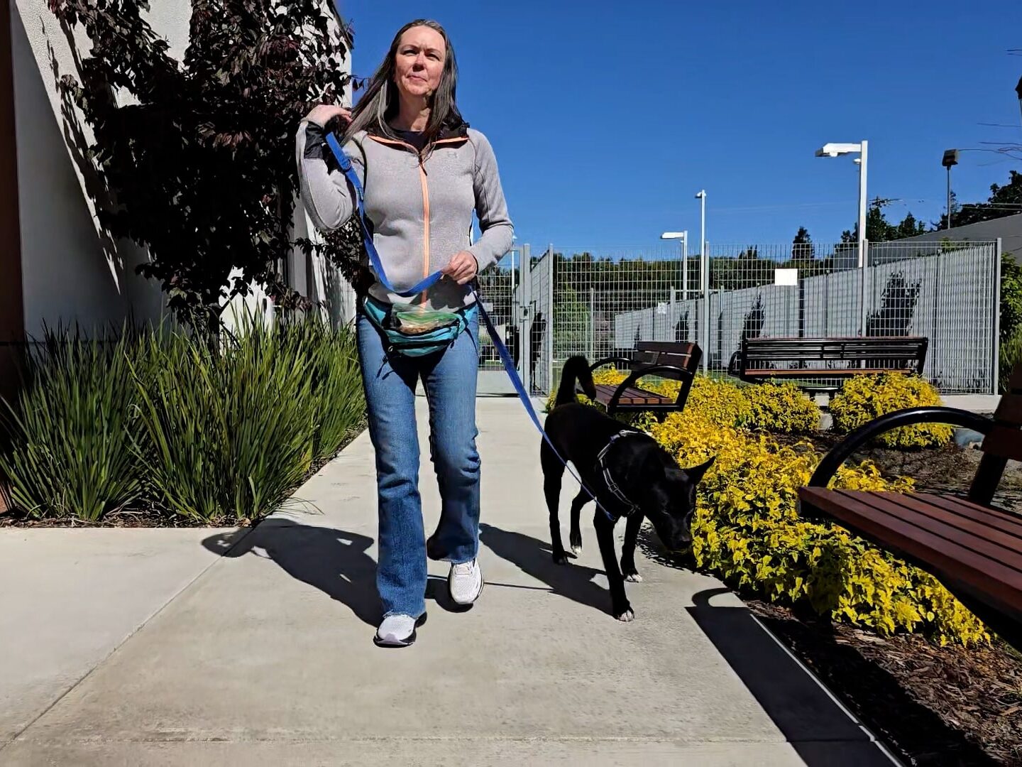 A woman walks a black dog on a leash along a concrete path beside benches, yellow shrubs, and a chain-link fence under a clear blue sky.