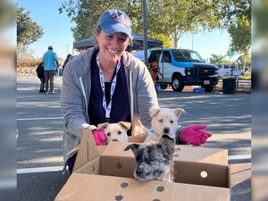 A woman in a blue cap and gray hoodie holds a cardboard box with three puppies, with a white van, canopy tent, and trees in the parking lot behind her.