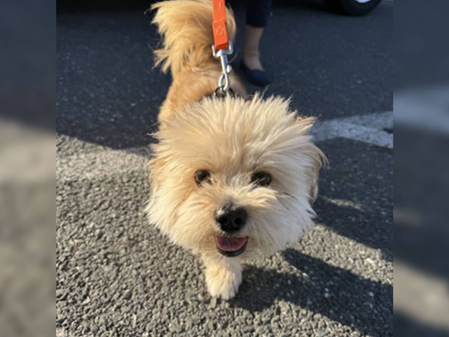 A small tan fluffy dog on an orange leash stands on pavement, with a person’s legs visible in the background.