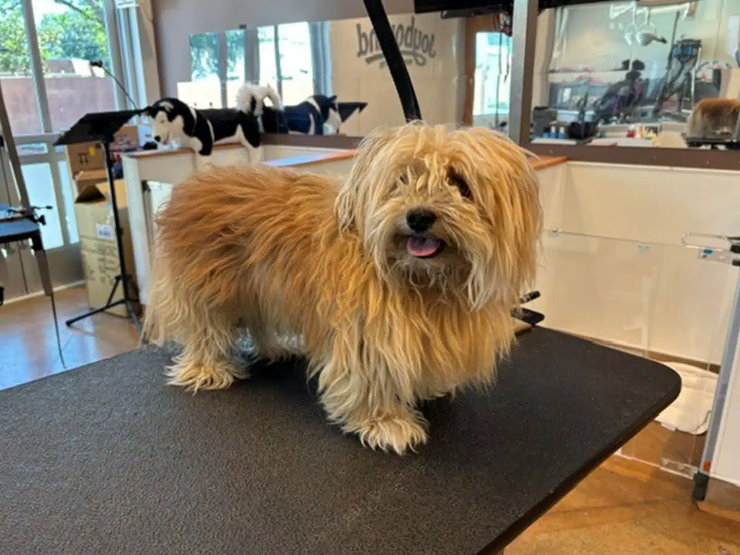 A small shaggy tan dog stands on a grooming table in a pet salon, with other dogs and grooming stations visible in the background.