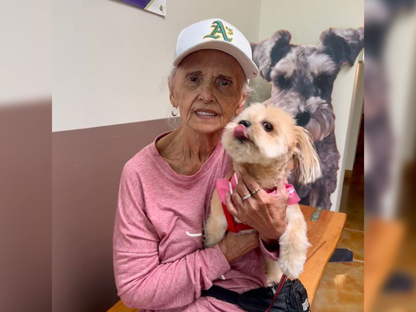 An older woman in a pink long-sleeve shirt and white baseball cap holds a small tan dog in a red harness while sitting indoors, with a large dog poster in the background.