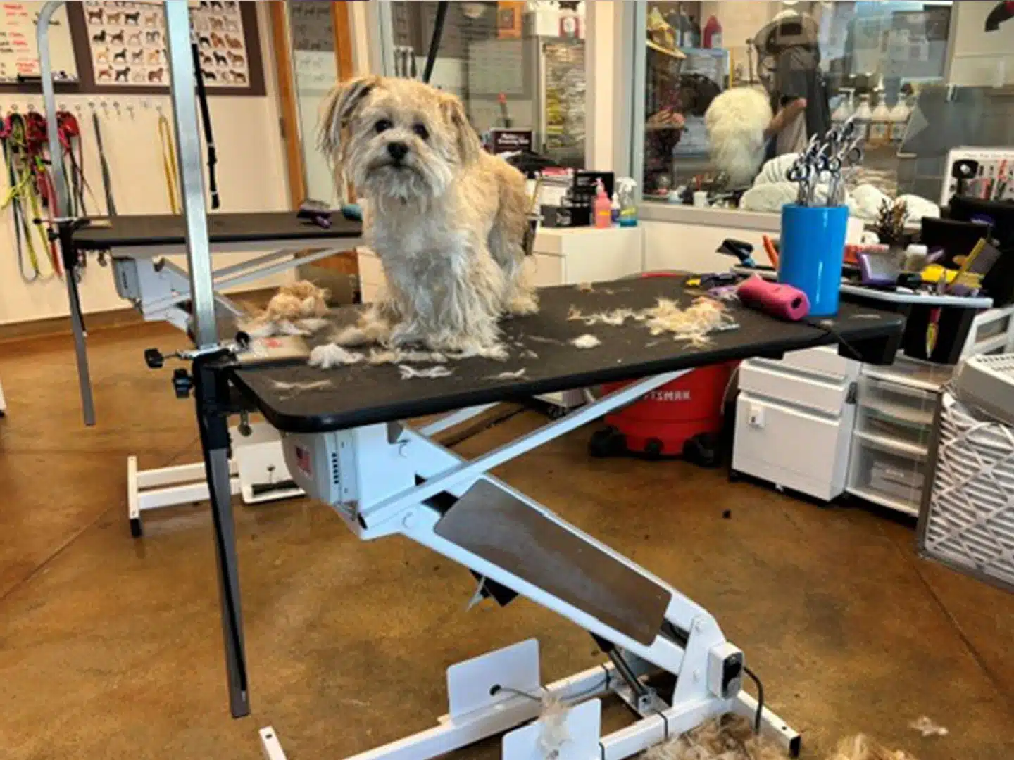 A small shaggy dog sits on a grooming table in a pet salon, with clippers, brushes, and grooming tools nearby.