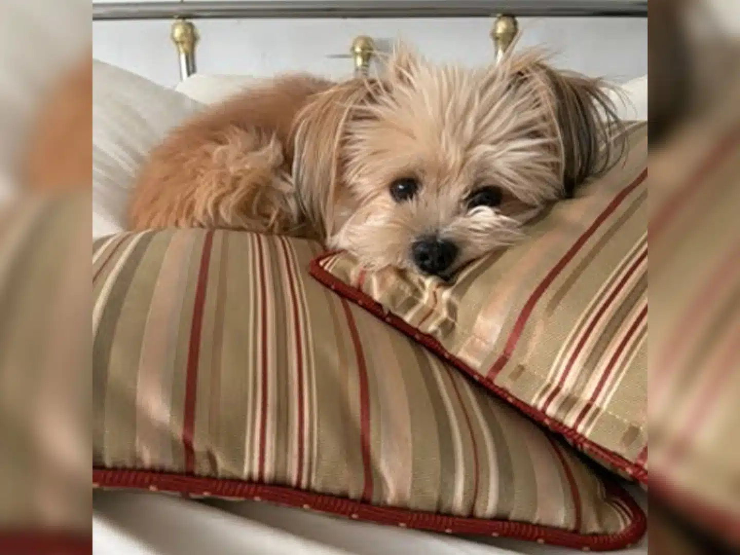 A small tan dog lies on striped pillows on a bed with a brass headboard.