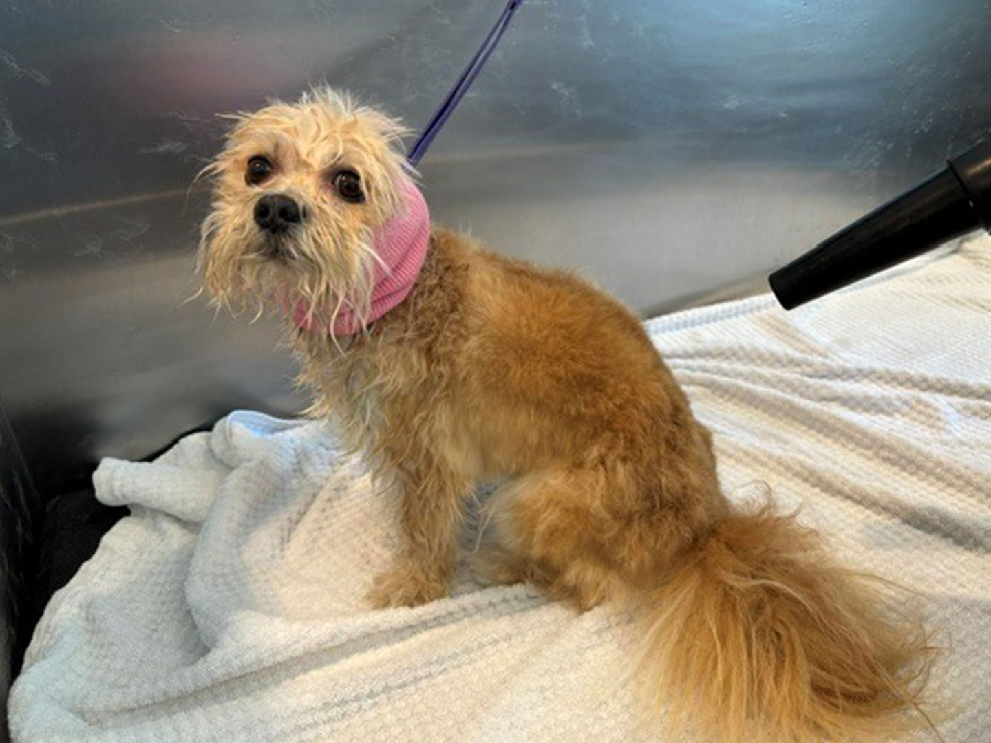 A small scruffy tan dog wearing a pink cone sits on a white blanket inside a metal veterinary kennel.