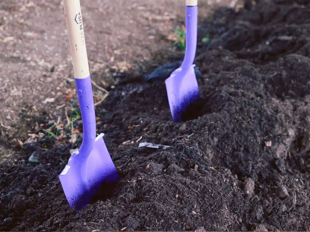 Two purple shovels stand in a mound of dark soil at a groundbreaking site.