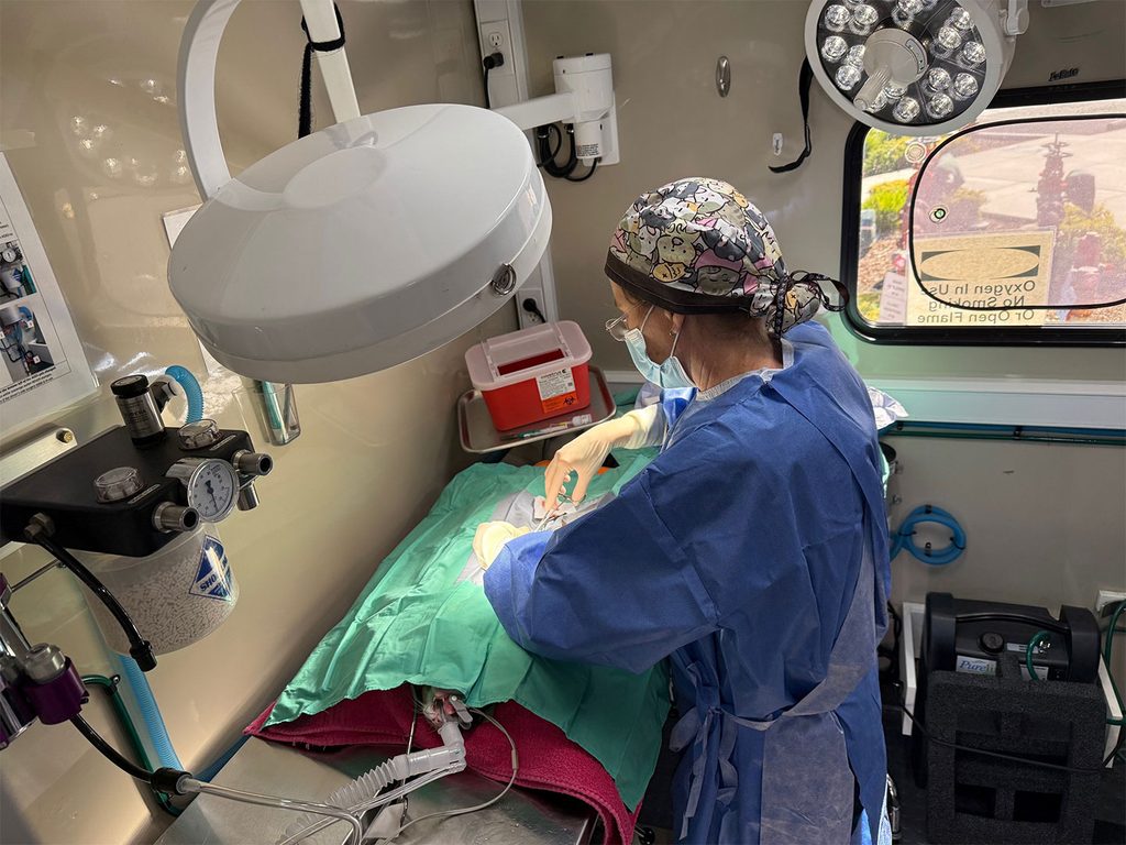 A veterinarian in blue surgical scrubs and a patterned cap examines a cat under a green drape inside a mobile clinic, with medical lights and equipment around the operating area.