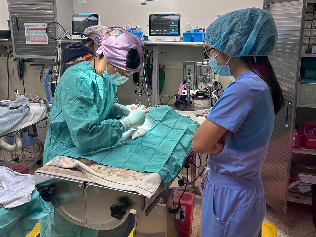 Two veterinary staff members perform a procedure on a cat covered by a teal drape in an operating room, with medical monitors and equipment in the background.