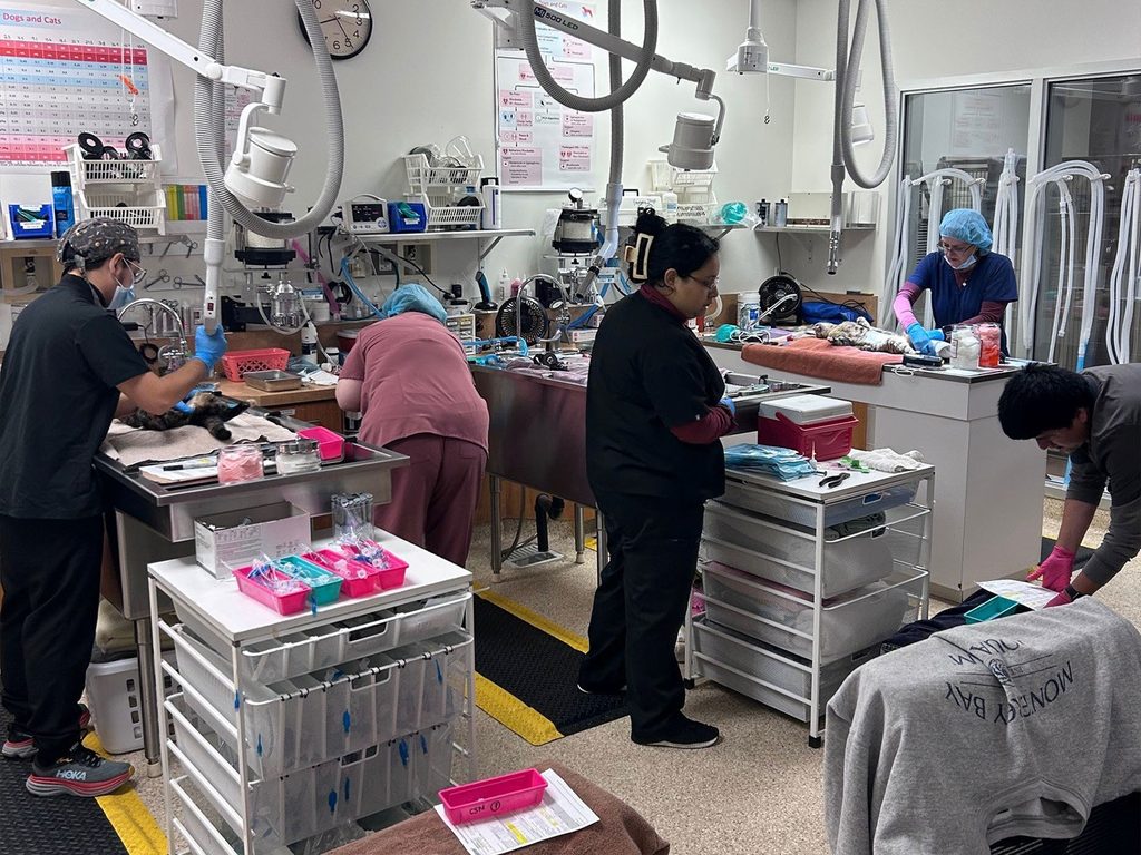 Veterinarians and volunteers work on cats in a clinic room with surgery tables, carts of supplies, and medical equipment.