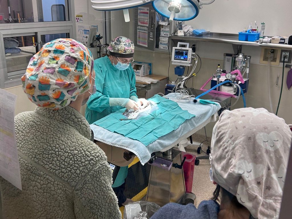 A veterinarian in surgical scrubs and a mask performs a procedure on a cat on an operating table, with two people watching in a veterinary clinic.