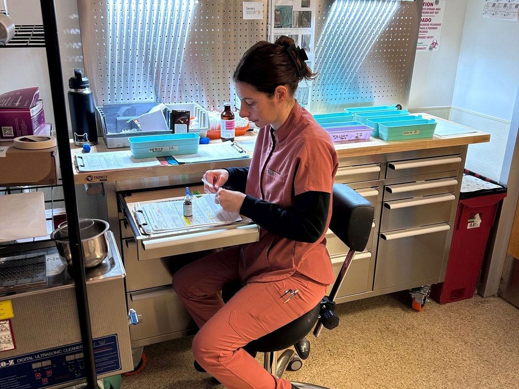 A veterinary worker in pink scrubs prepares supplies at a treatment station with trays, drawers, and medical tools in a clinic.
