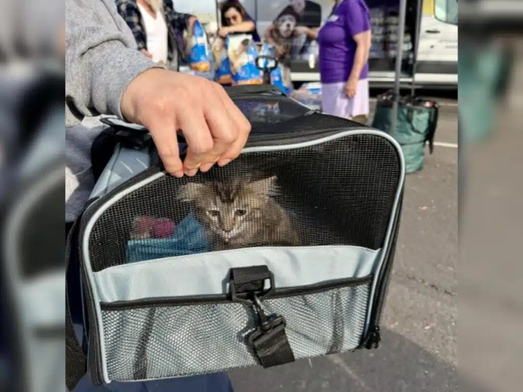 A small tabby kitten sits inside a gray mesh pet carrier held by a person’s hand, with people and bags in the background.
