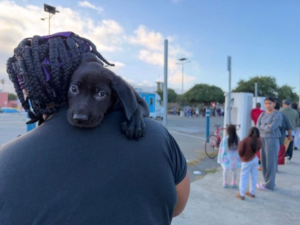 A black puppy rests on a person's shoulder in an outdoor line near a vaccine clinic and food pantry, with people standing on a sidewalk and parking lot in the background.