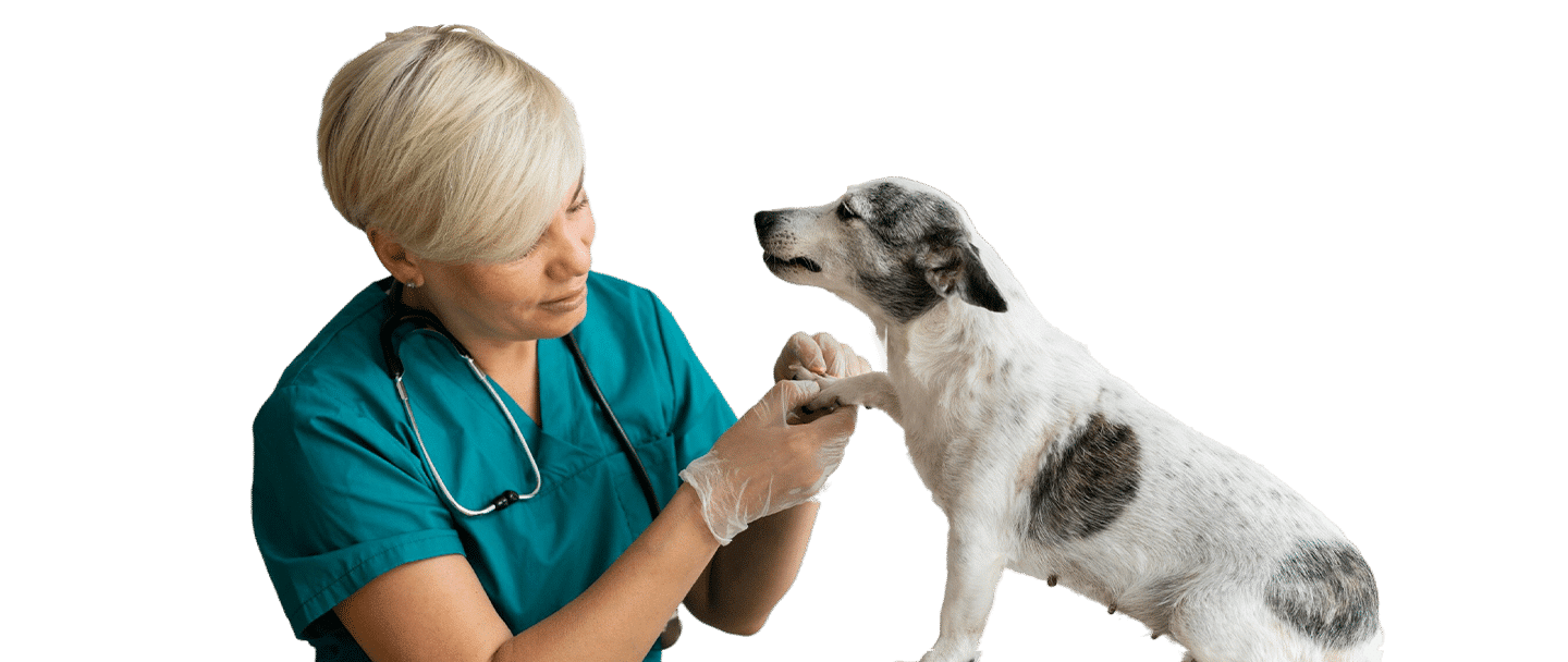A Joybound staff member in teal scrubs examines a small white-and-black dog against a plain background.