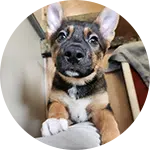 A young German Shepherd puppy with white front paws lies on a couch beside a gray blanket, fitting a dog training context.