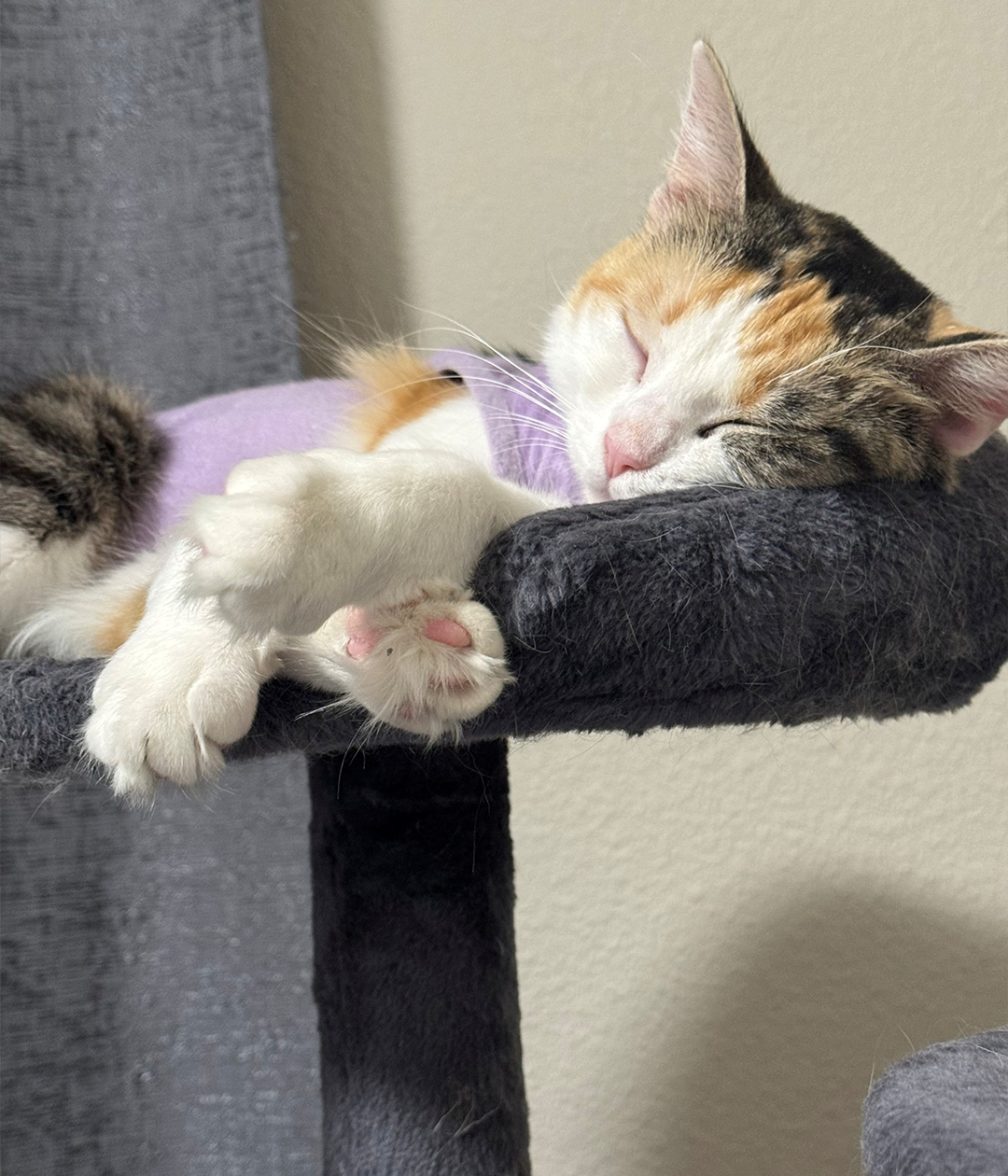 A calico cat sleeps curled on a dark gray cat tree platform, with white paws hanging over the edge and a light purple blanket beneath it.