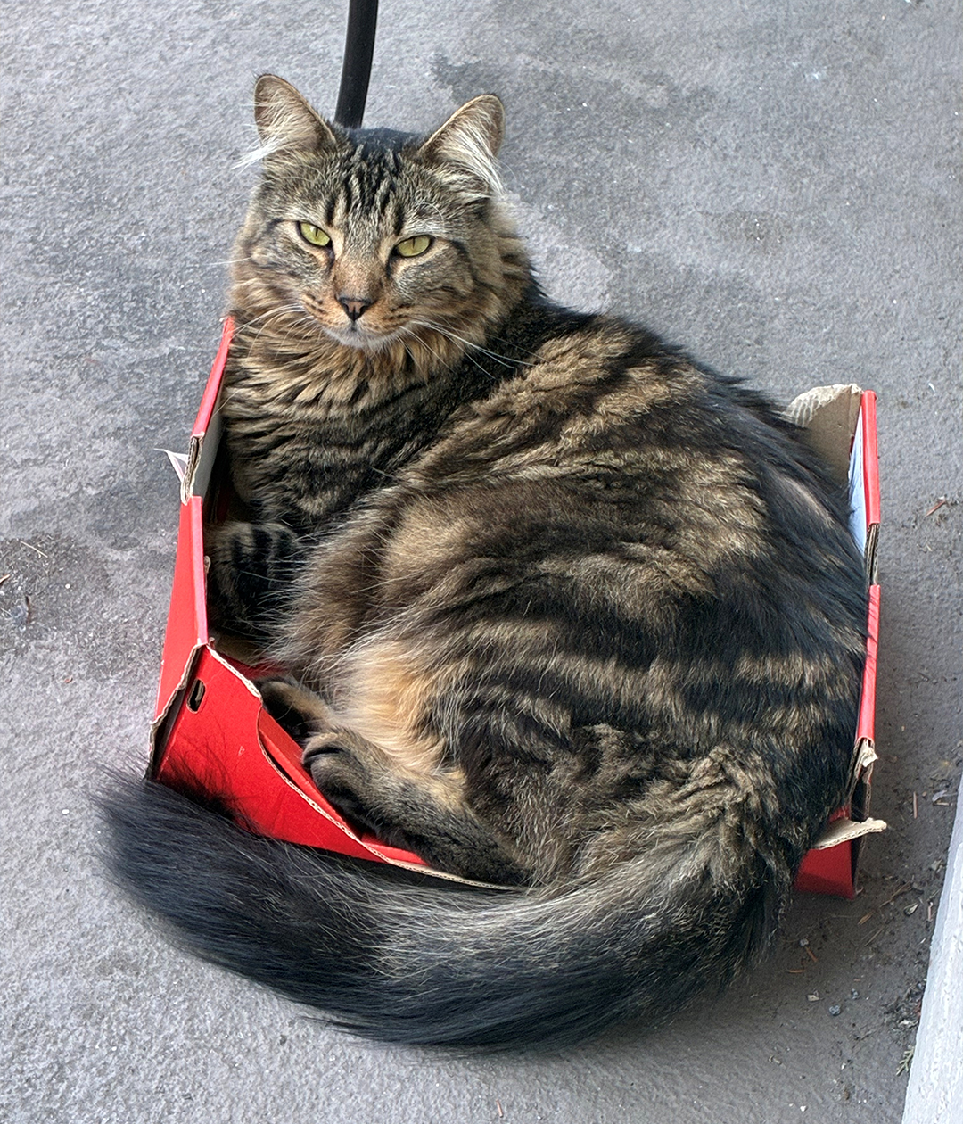 A long-haired tabby cat curled in a small red cardboard box on a gray surface.