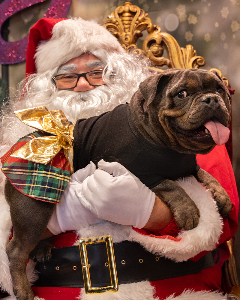 Santa Claus holding a small brindle bulldog in a black shirt, with a gold-wrapped plaid gift bag in the background.