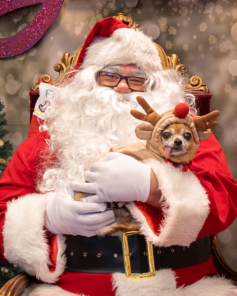 Santa Claus holding a small dog dressed in a reindeer costume, seated in an ornate chair with a blurred holiday background.