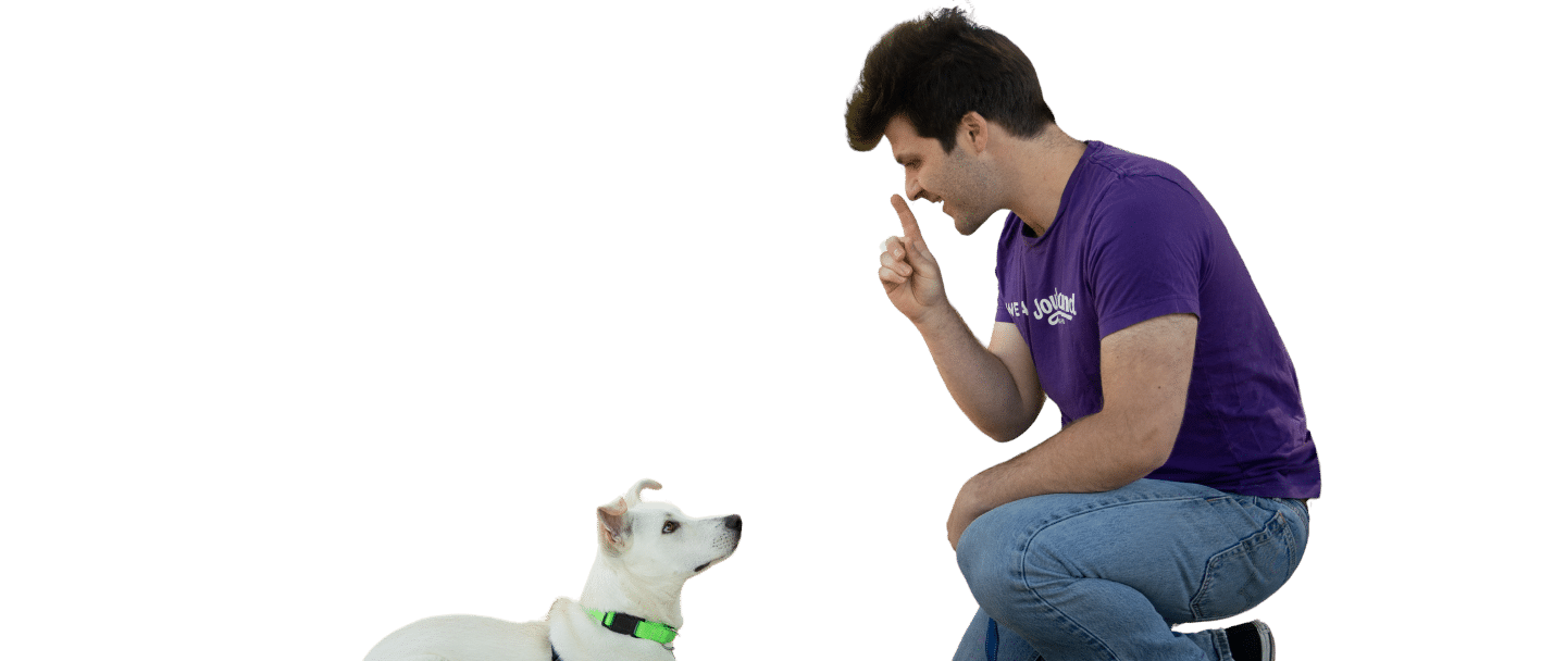 A man in a purple Joybound T-shirt kneels beside a white dog with a green collar on a plain background.